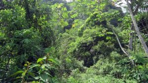 coclesito-uppige-vegetation
