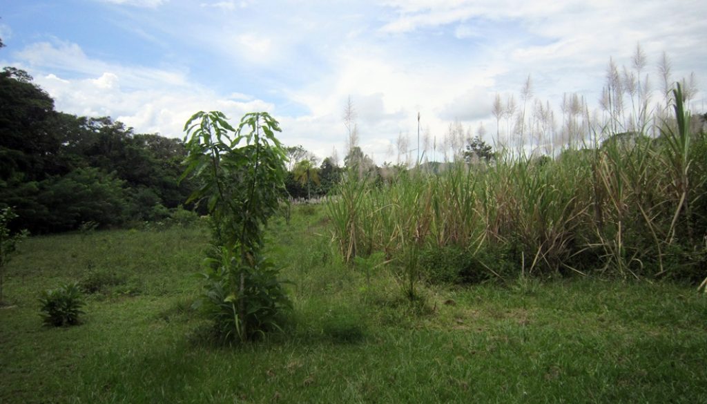 zuckerrohr-plantage