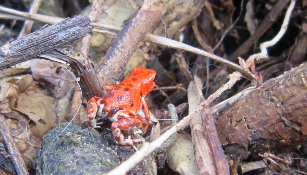 isla-bastimentos-red-frog