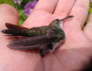 kolibri-in-panama